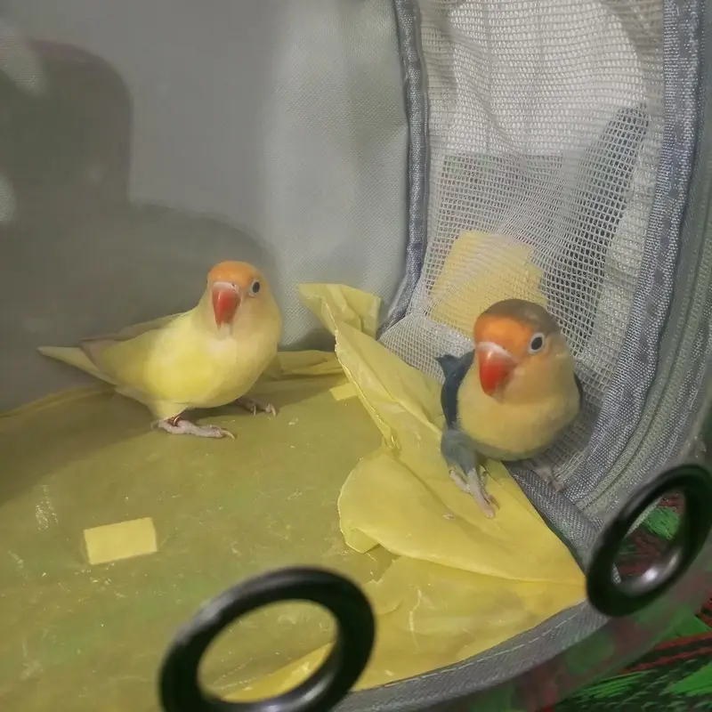 Healthy & Bonded Lovebird Pair (Active Breeding Age) — photo 3
