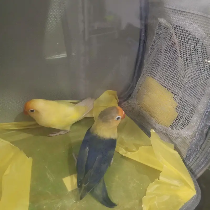 Healthy & Bonded Lovebird Pair (Active Breeding Age) — photo 4
