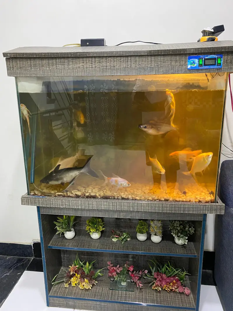 Aquarium For Sale with 11 Big size fishes