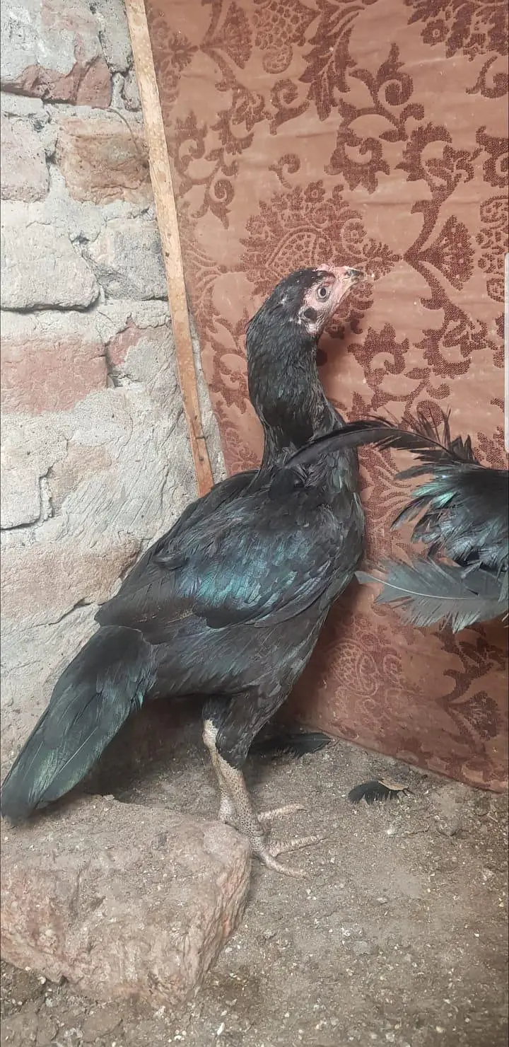 lasani pathi — photo 2