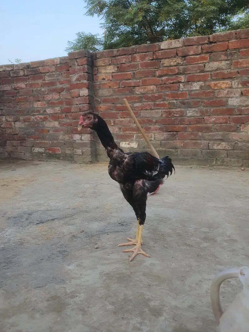 Aseel Turkish hint x shamo long height high quality video bi ha — photo 10