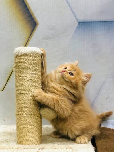 availableparshion kitten cat male and female British