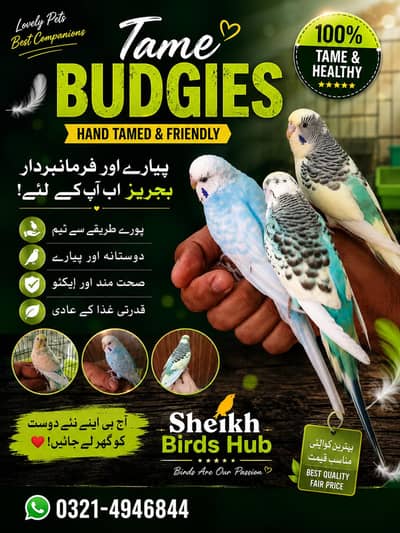 Tame budgies and budgies breeder pairs available 0/3/2/1/4/9/4/6/8/4/4