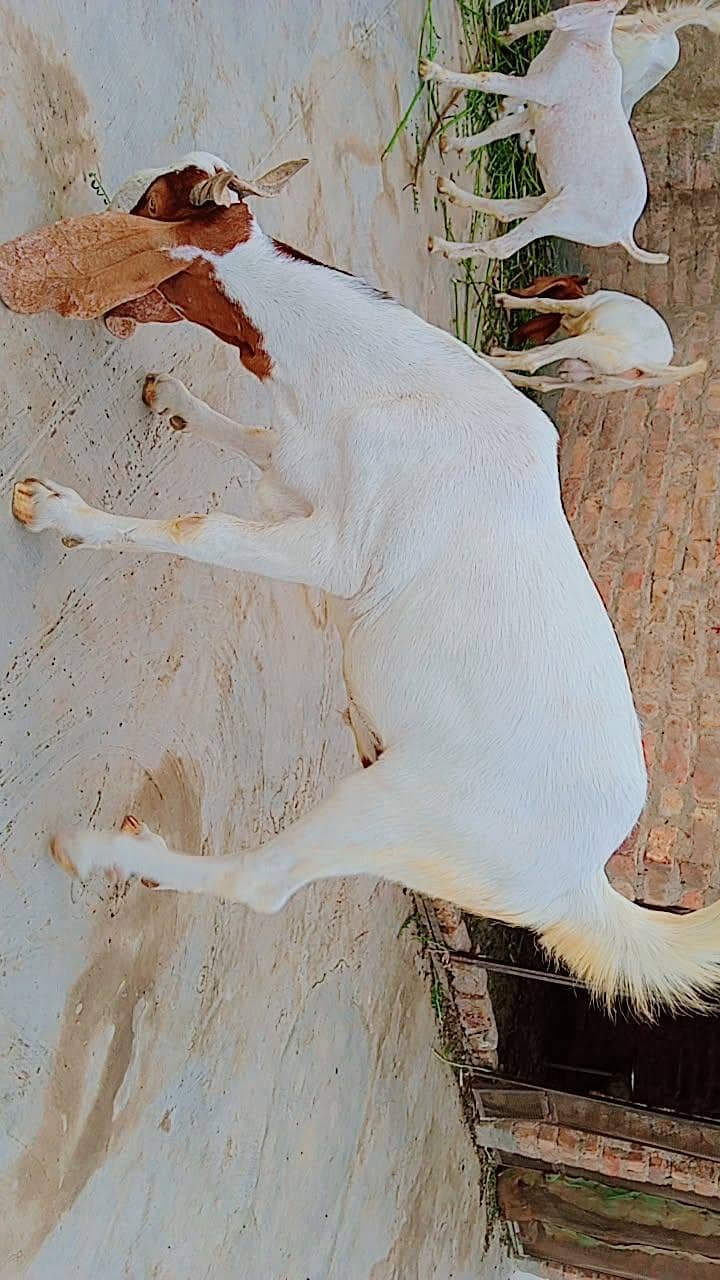 bakra for seal 0