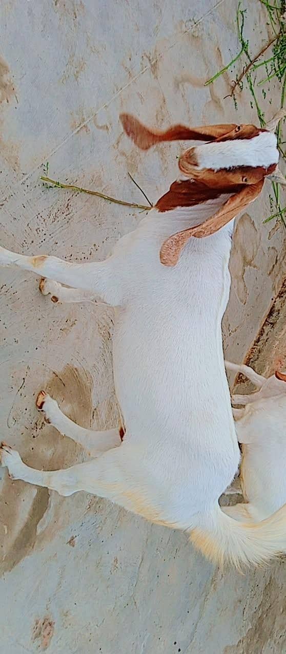 bakra for seal 1