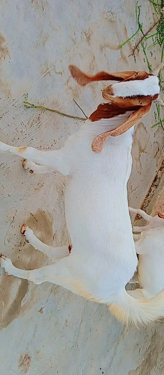 bakra for seal — photo 2