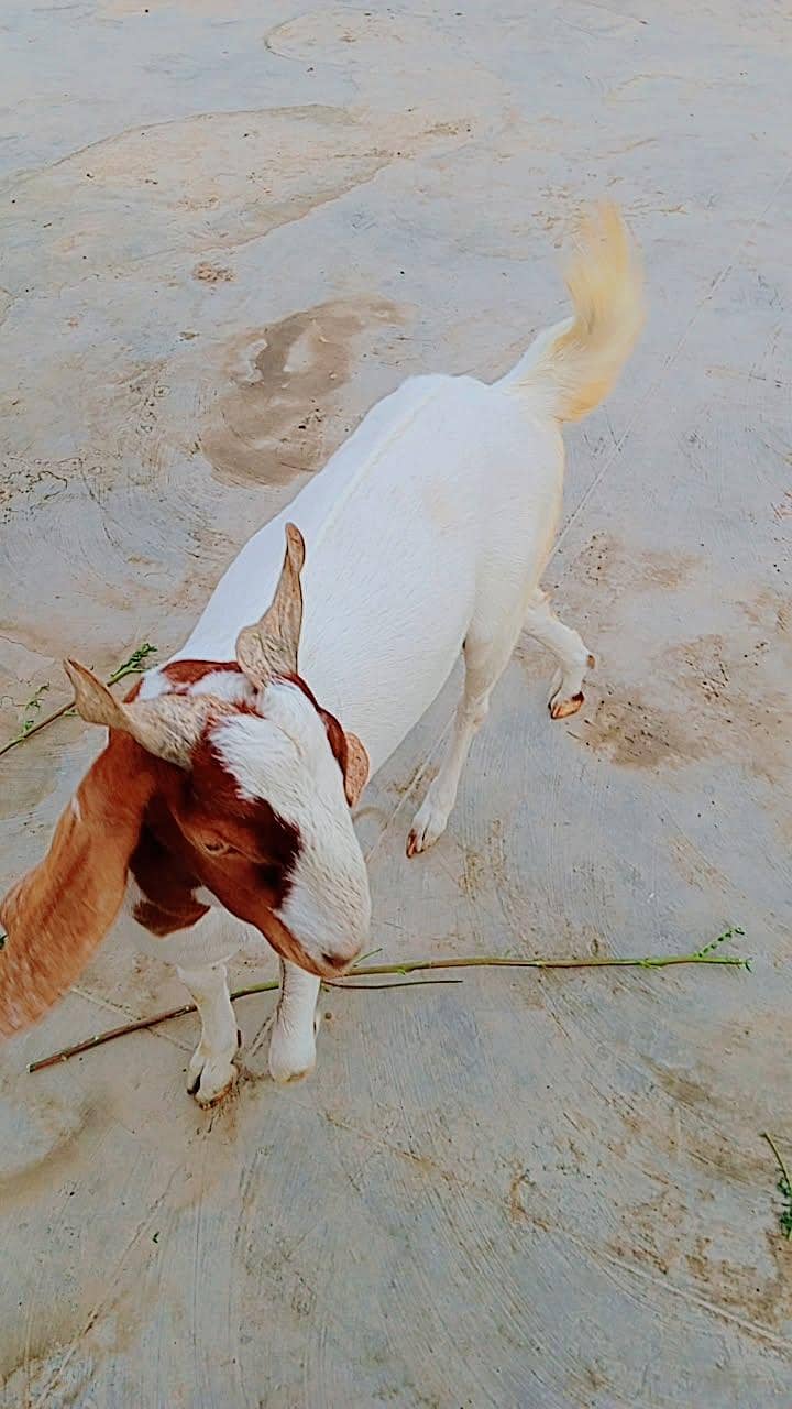 bakra for seal 2