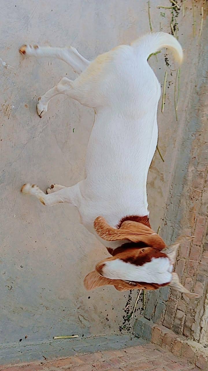 bakra for seal 3