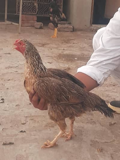 aseel hen