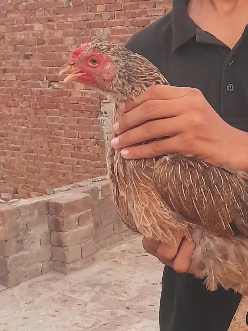 aseel hen — photo 2