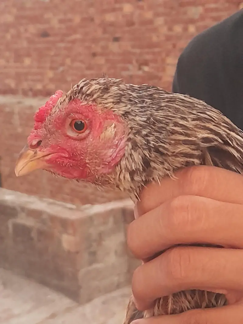 aseel hen — photo 3