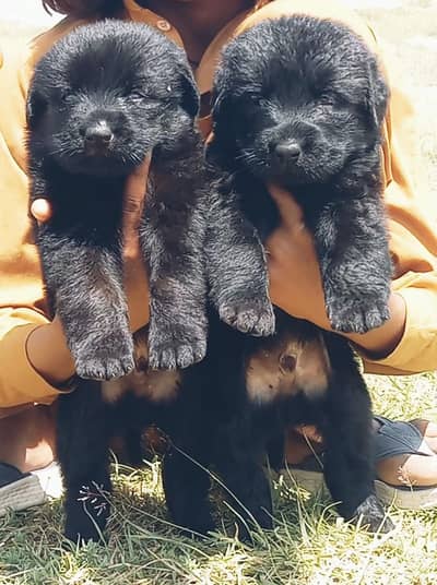 black german shepherd puppies for