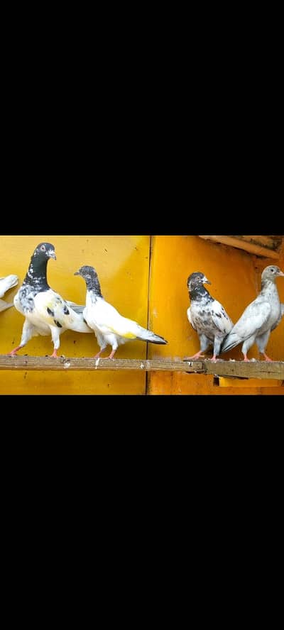 parwazi pigeon