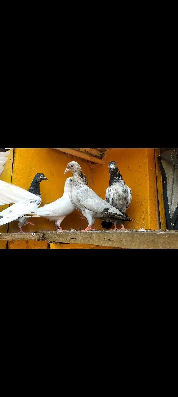 parwazi pigeon — photo 2