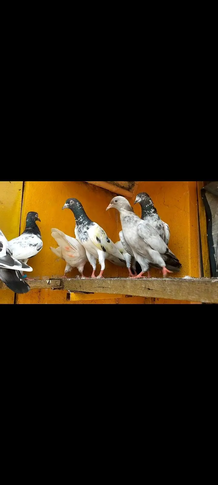 parwazi pigeon — photo 3