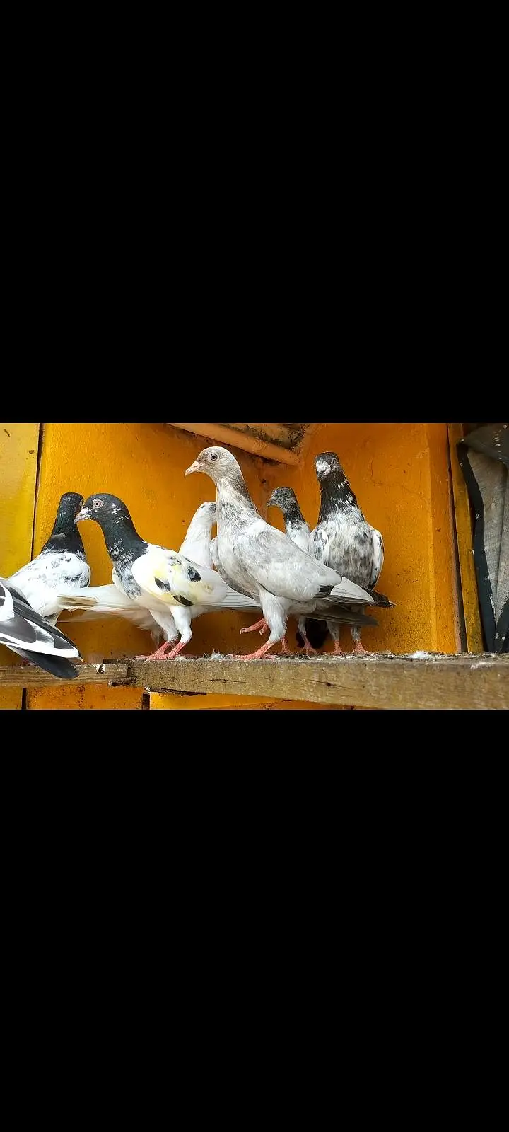 parwazi pigeon — photo 4