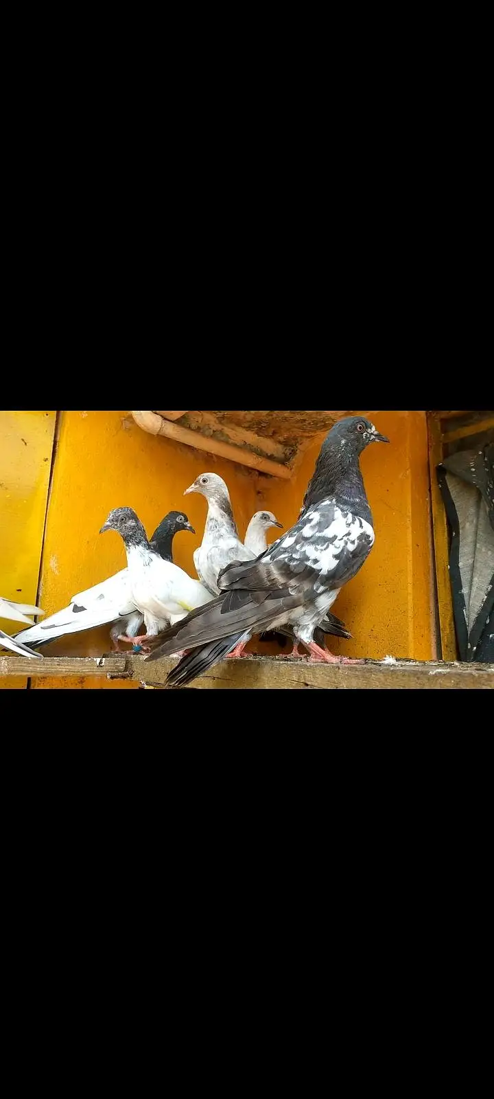 parwazi pigeon — photo 5