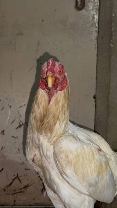 Shamo and hira breed 4 males for sell