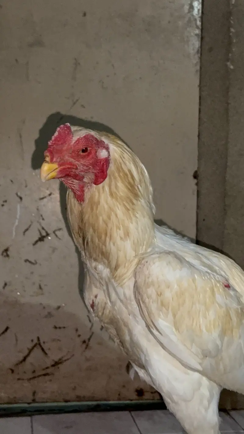 Shamo and hira breed 4 males for sell — photo 2