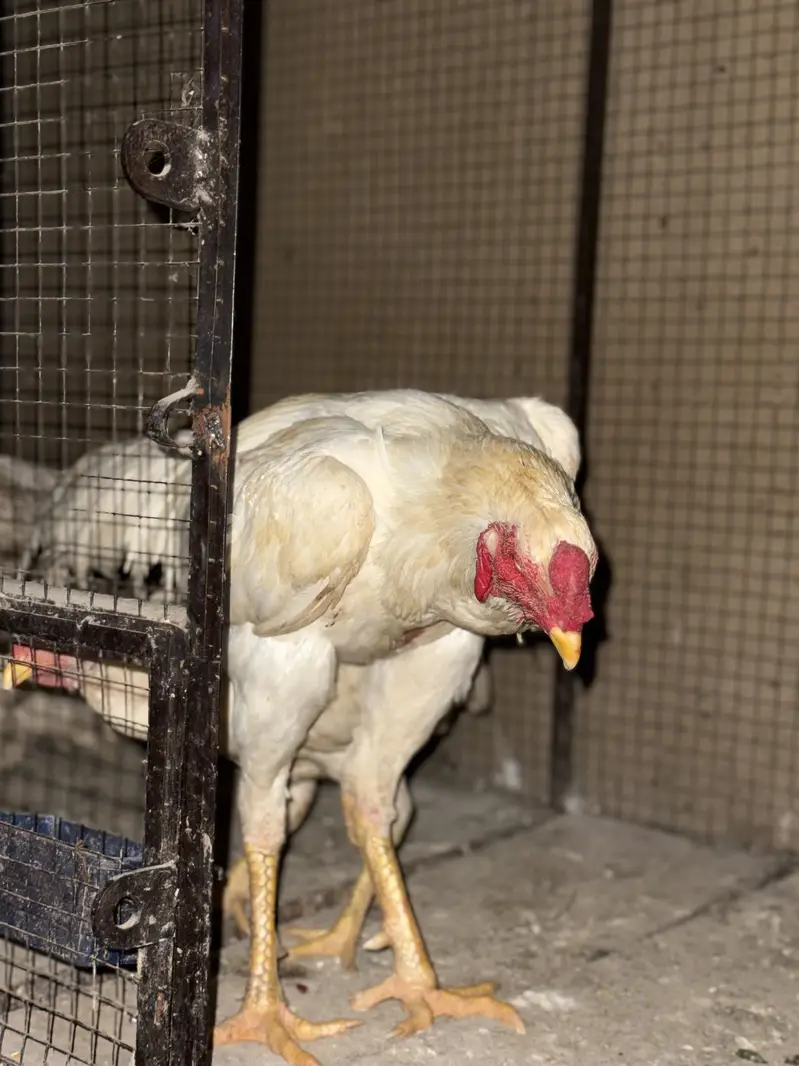 Shamo and hira breed 4 males for sell — photo 3