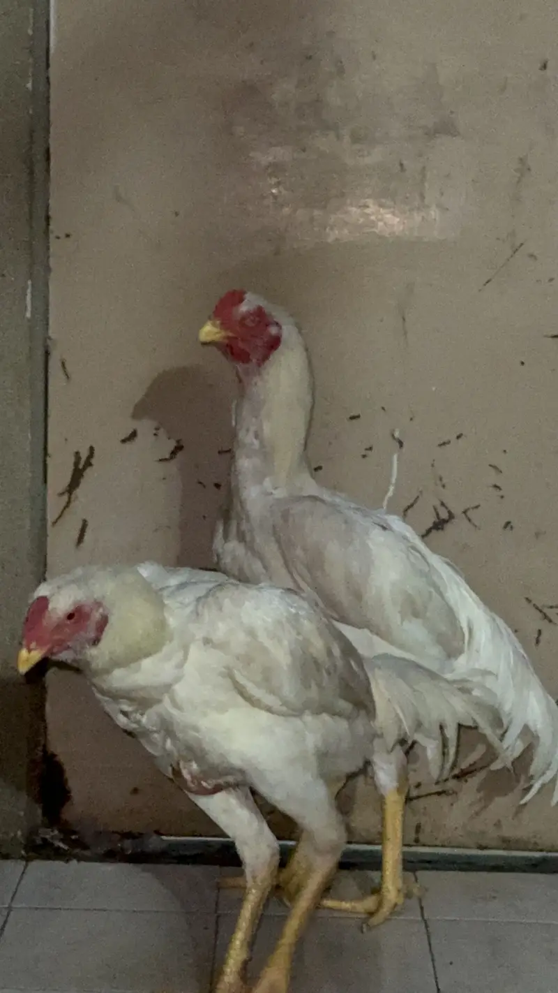 Shamo and hira breed 4 males for sell — photo 4