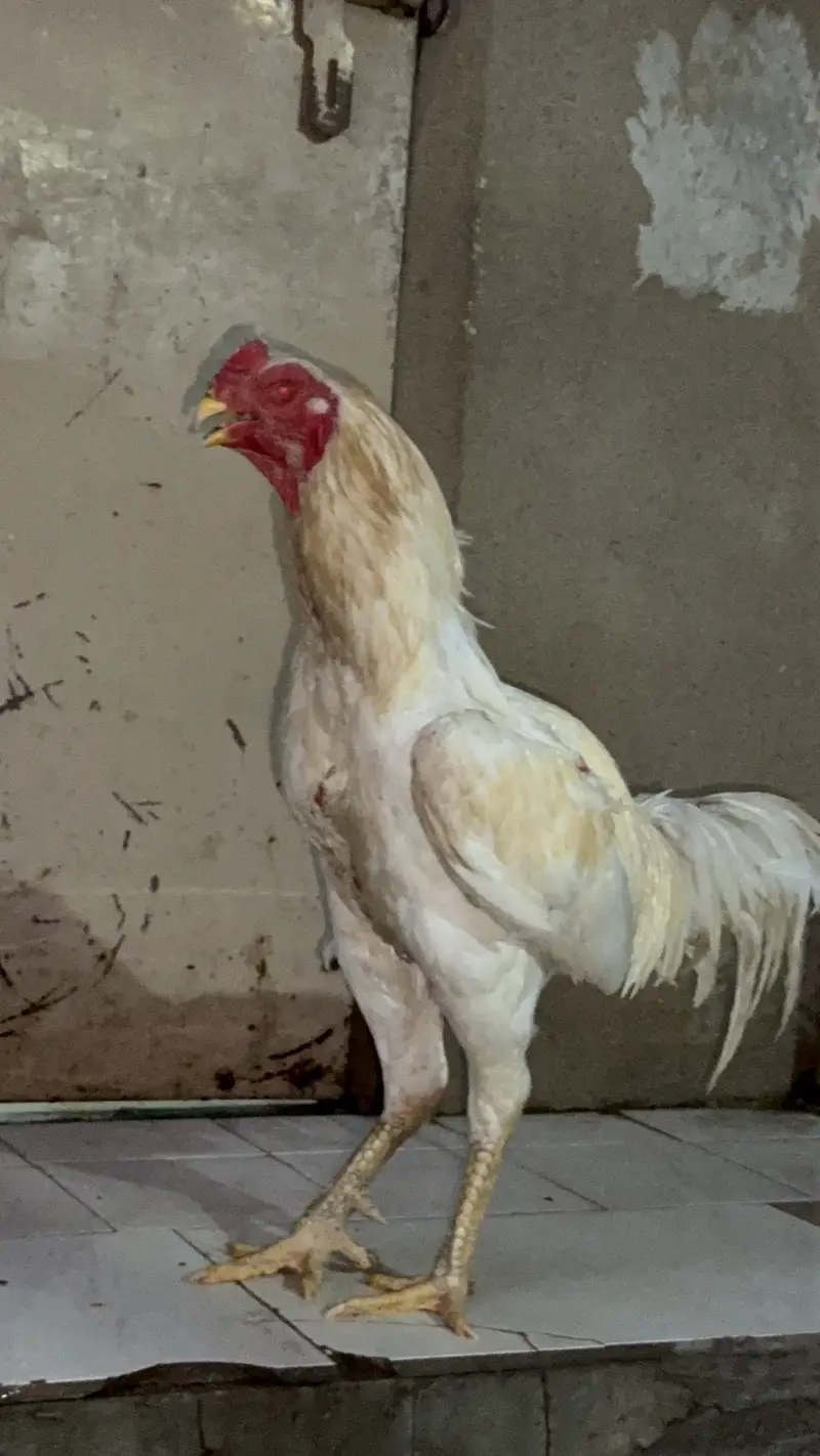 Shamo and hira breed 4 males for sell — photo 5