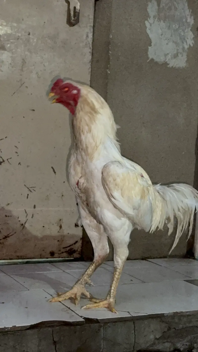 Shamo and hira breed 4 males for sell — photo 6