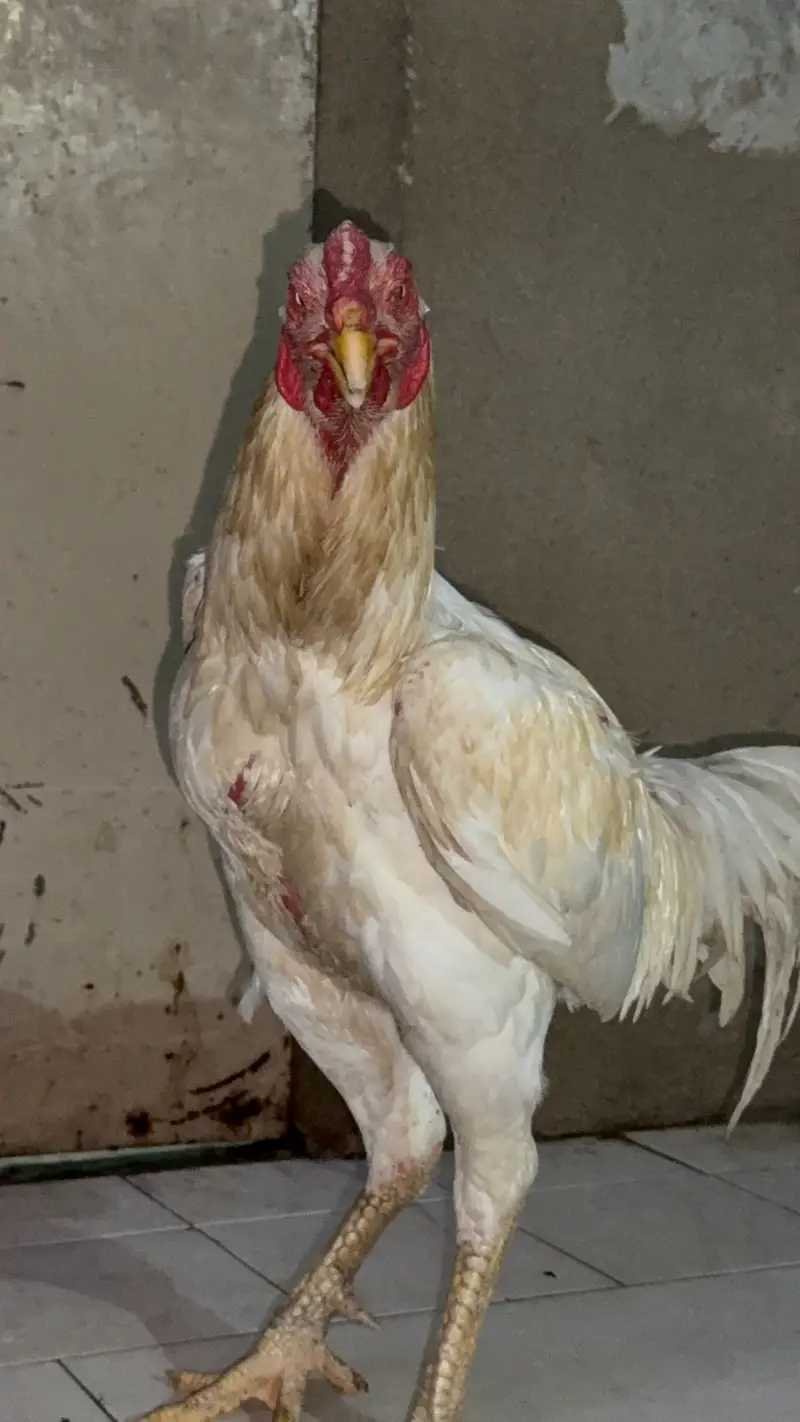 Shamo and hira breed 4 males for sell — photo 7