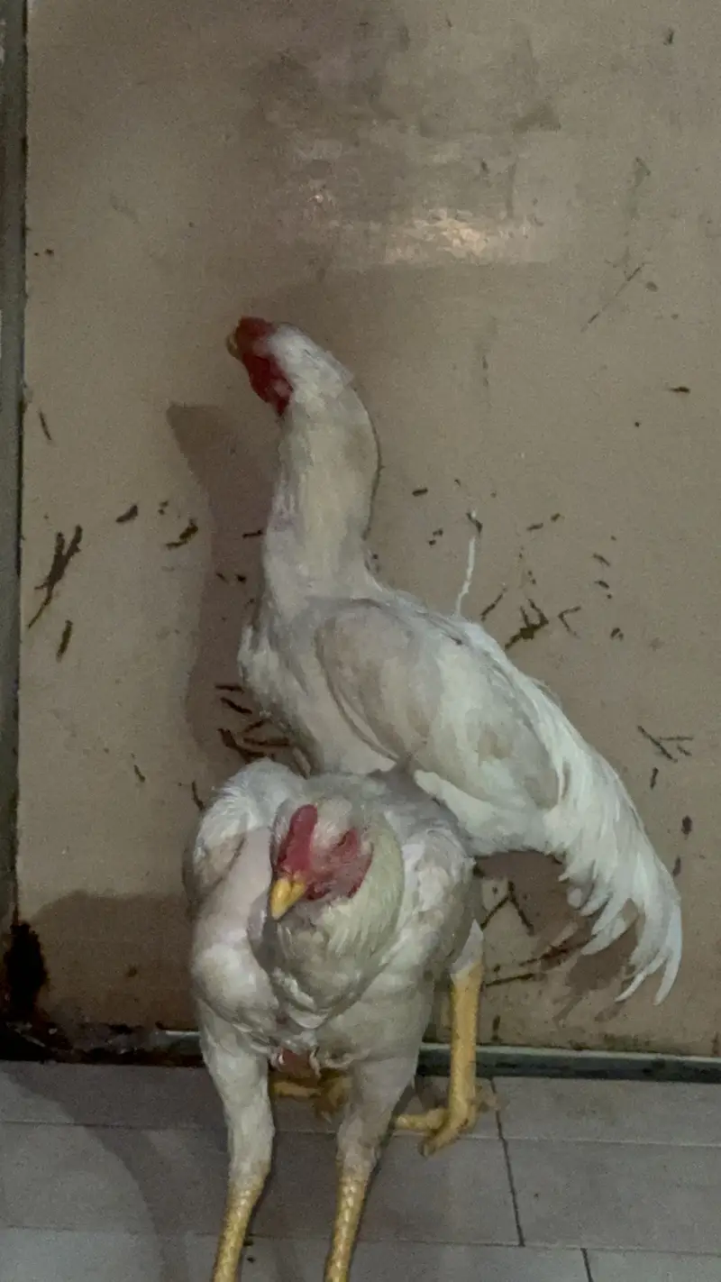 Shamo and hira breed 4 males for sell — photo 8