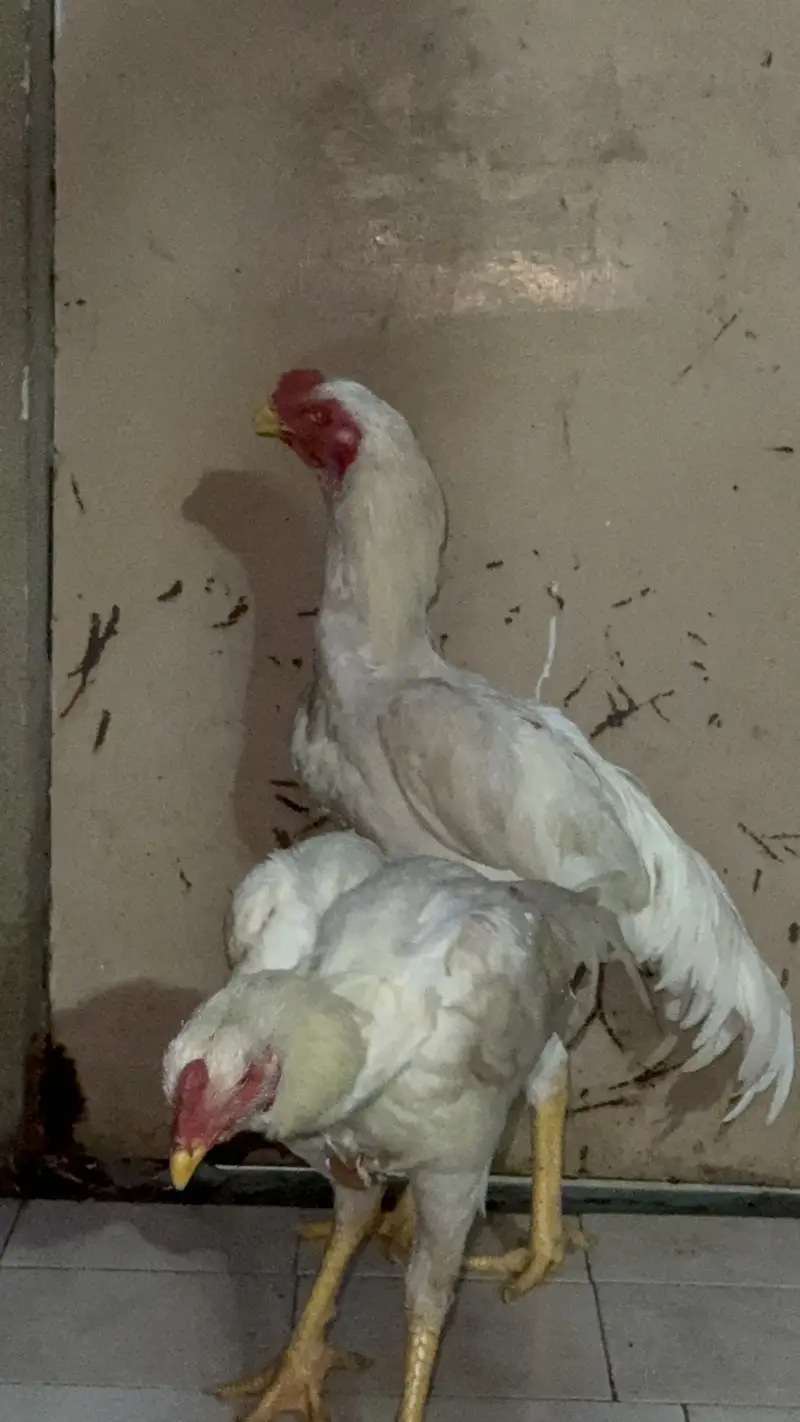 Shamo and hira breed 4 males for sell — photo 9