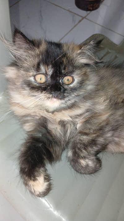 Persian female kitten