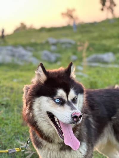 huskey in triple cout and odd eye