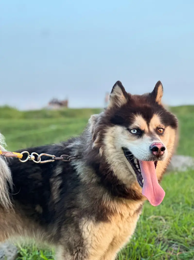 huskey in triple cout and odd eye — photo 2