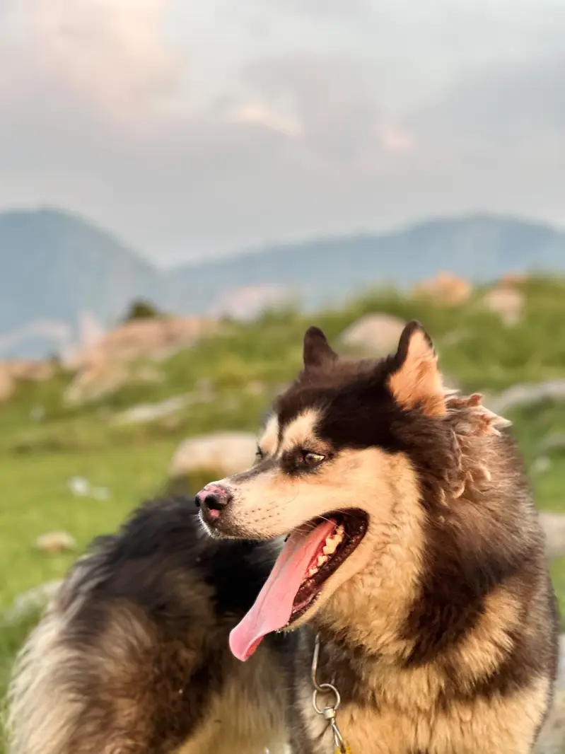 huskey in triple cout and odd eye — photo 6