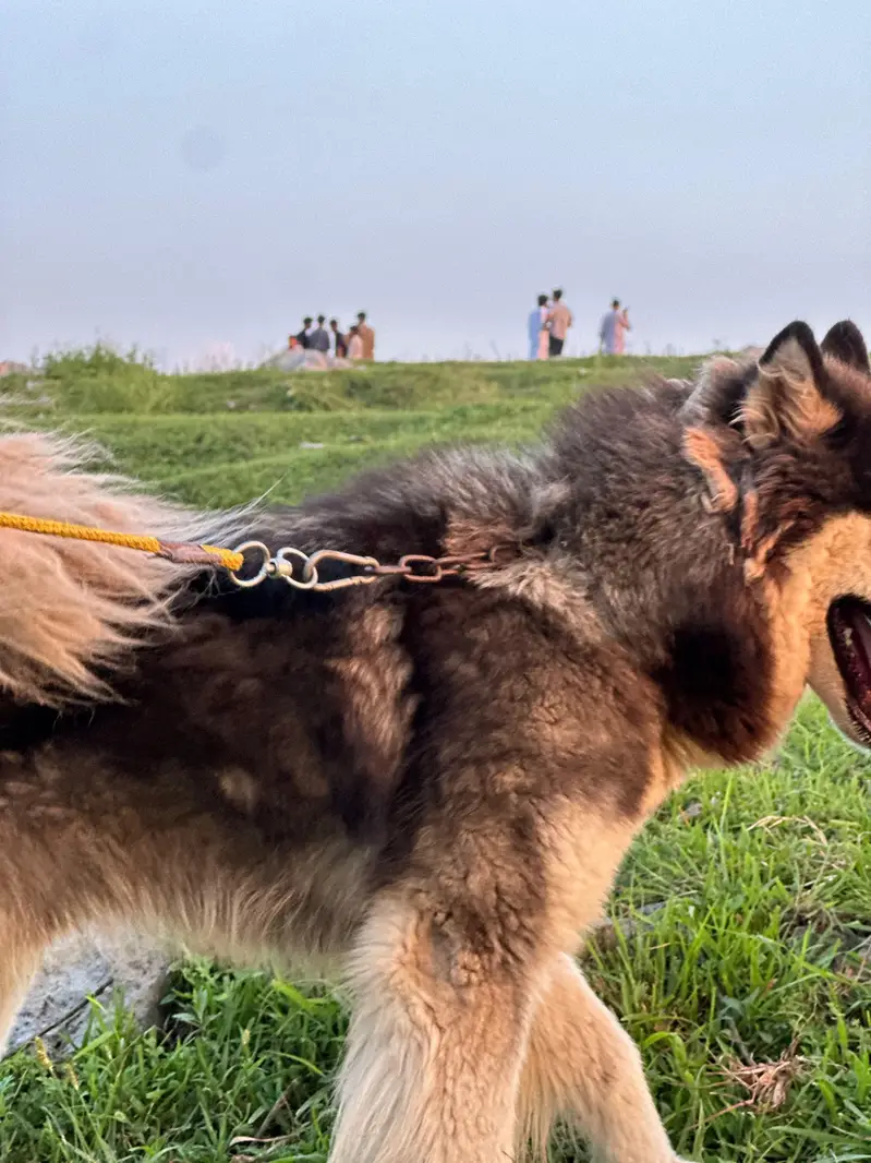 huskey in triple cout and odd eye — photo 7