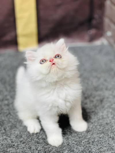 parshion kitten cat male and female British