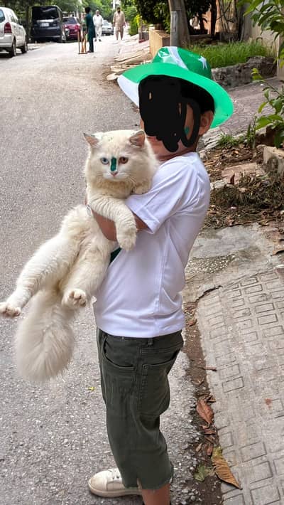 Persian Male Cat Available for Sale