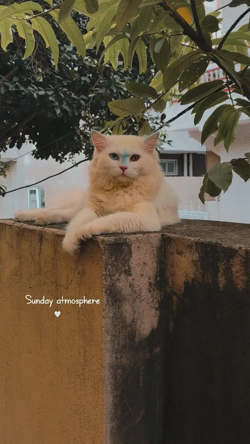 Persian Male Cat Available for Sale — photo 2