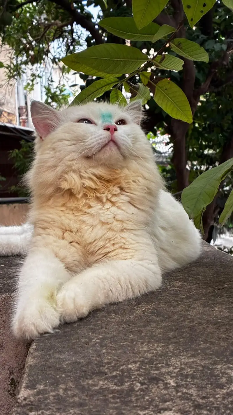 Persian Male Cat Available for Sale — photo 3