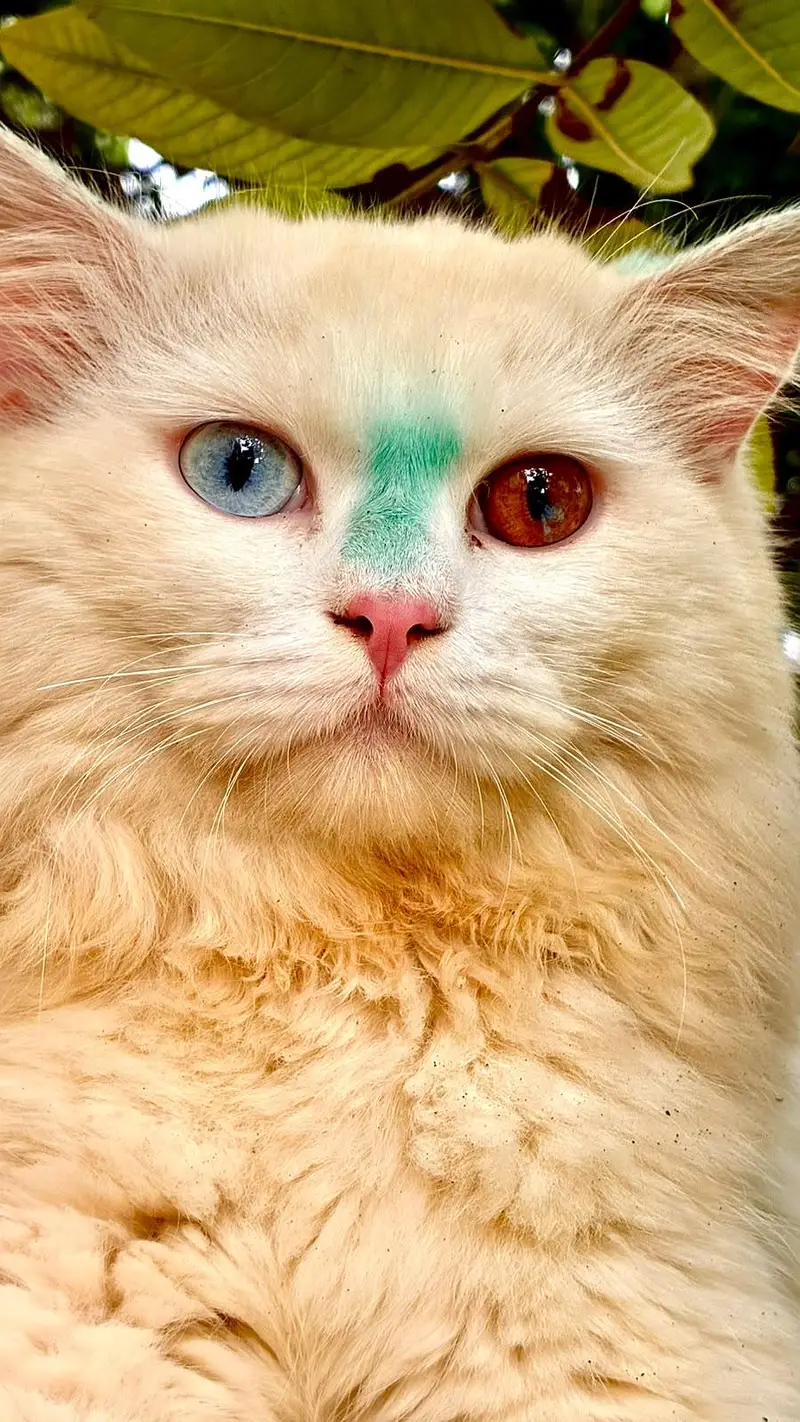 Persian Male Cat Available for Sale — photo 4
