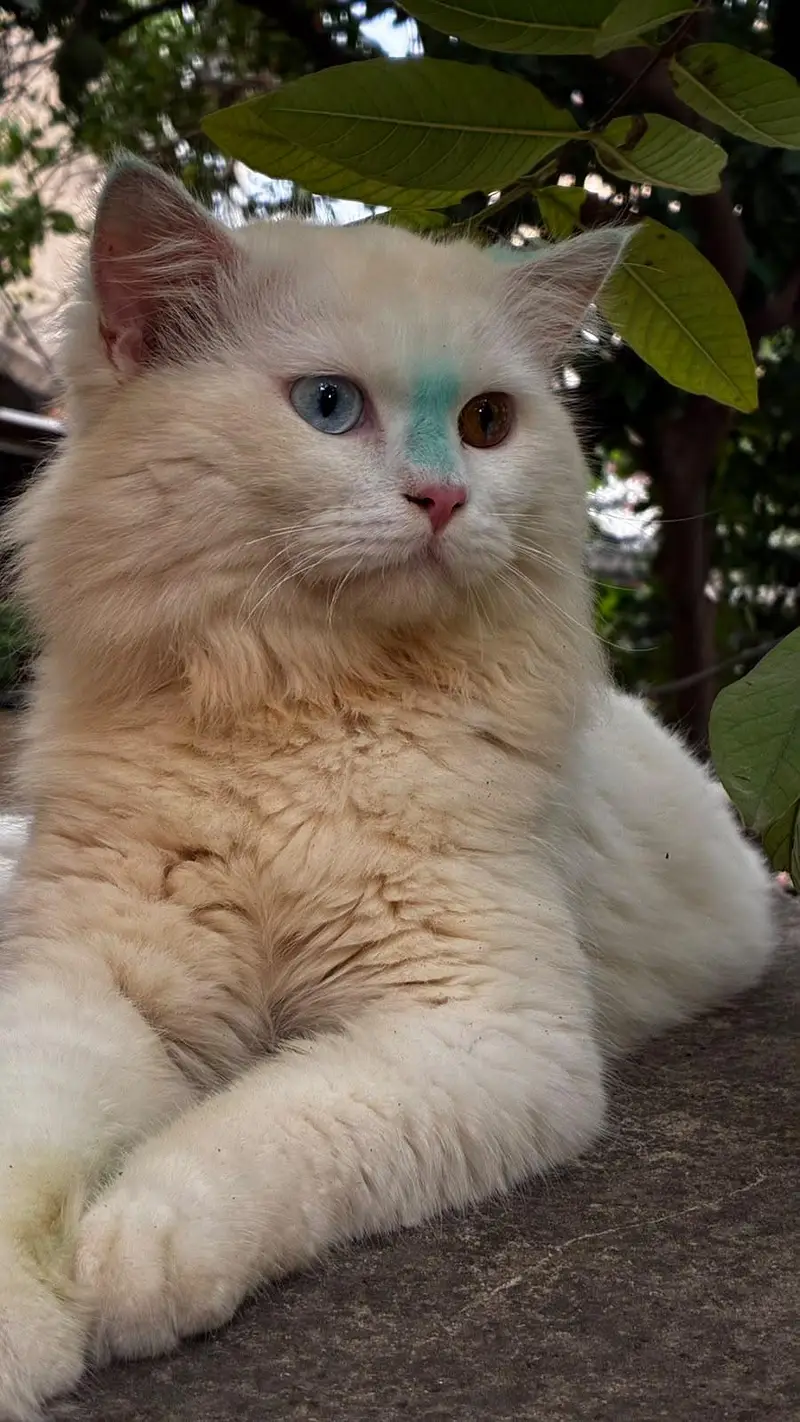 Persian Male Cat Available for Sale — photo 5