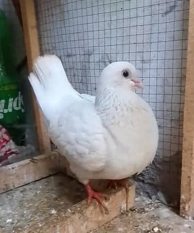 it is beautiful pigeons