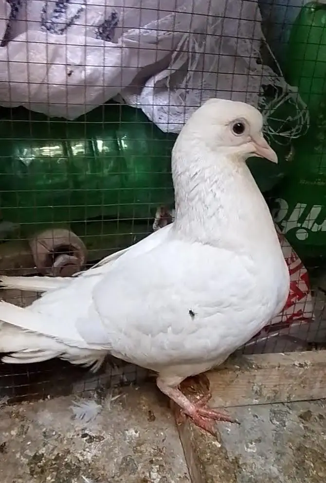 it is beautiful pigeons — photo 2