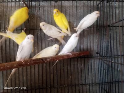 Australian Rad Iz budgies parrot sun conure love birds