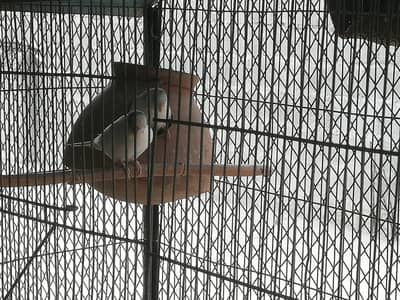 budgies pair and 5 portion cage