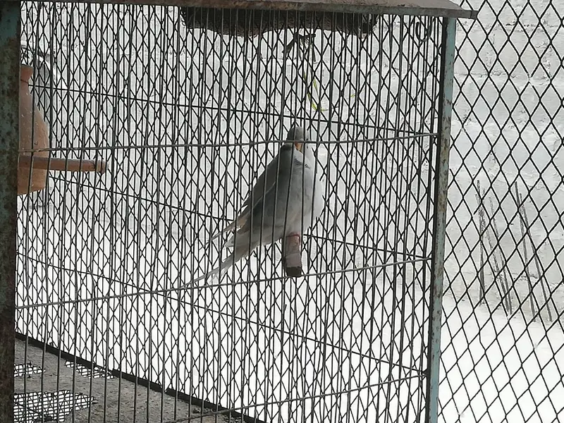 budgies pair and 5 portion cage — photo 2