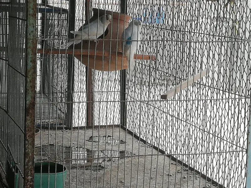 budgies pair and 5 portion cage — photo 3