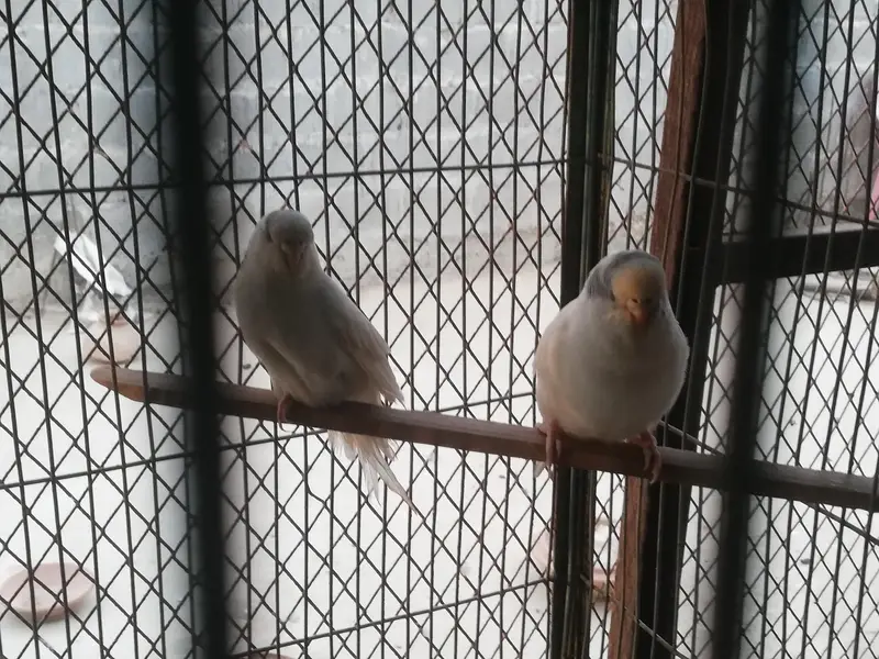 budgies pair and 5 portion cage — photo 4