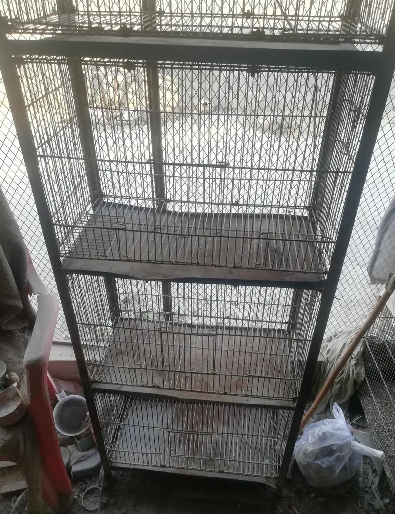 budgies pair and 5 portion cage — photo 5