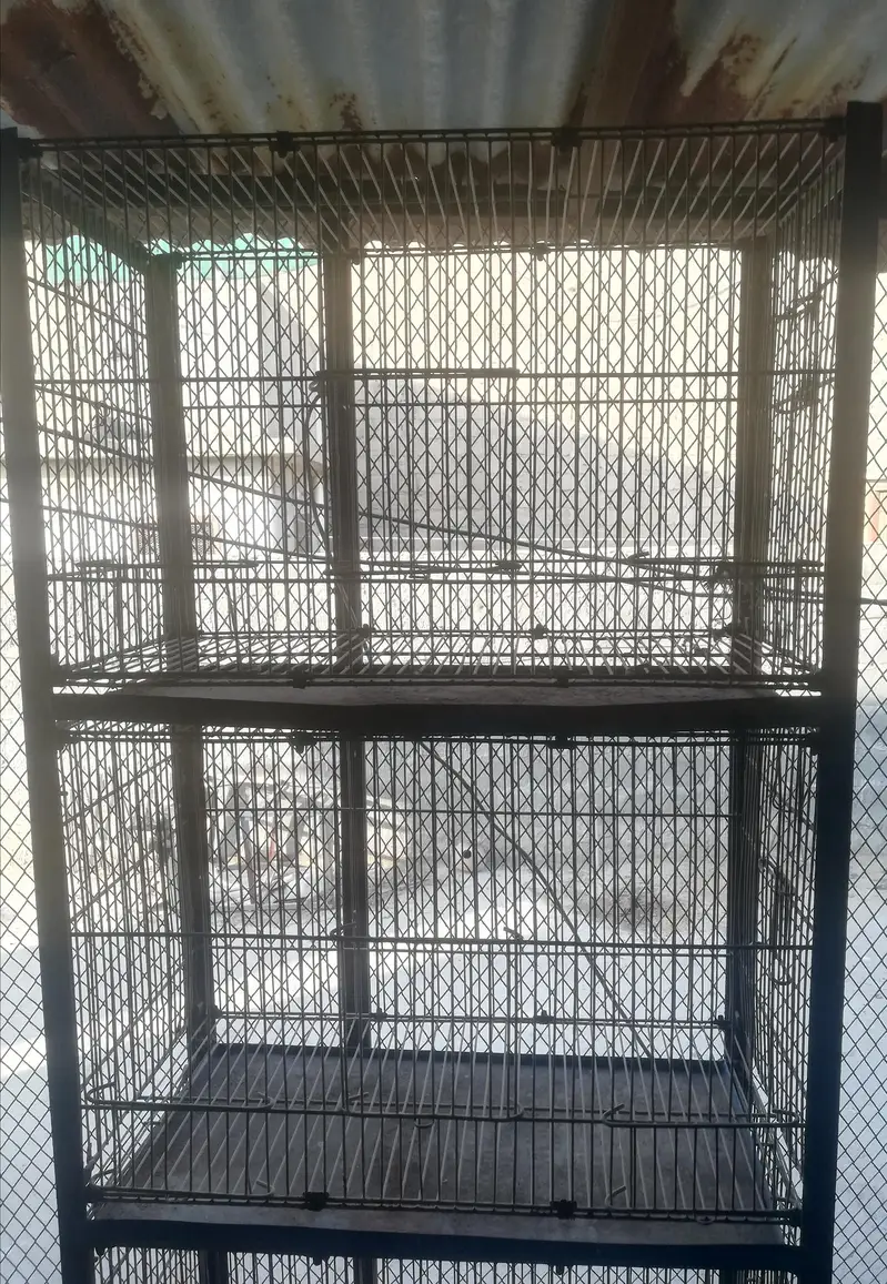 budgies pair and 5 portion cage — photo 6